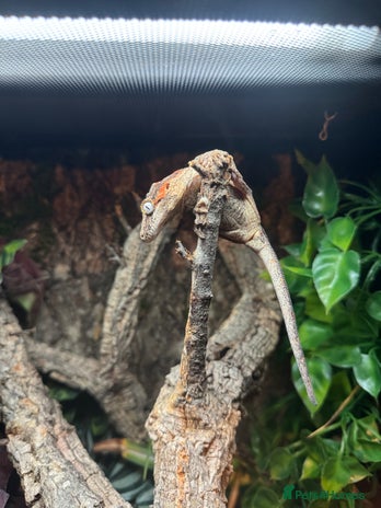 Gecko reptiles Rare High Red Gargoyle Gecko + Full set up - Advert 1