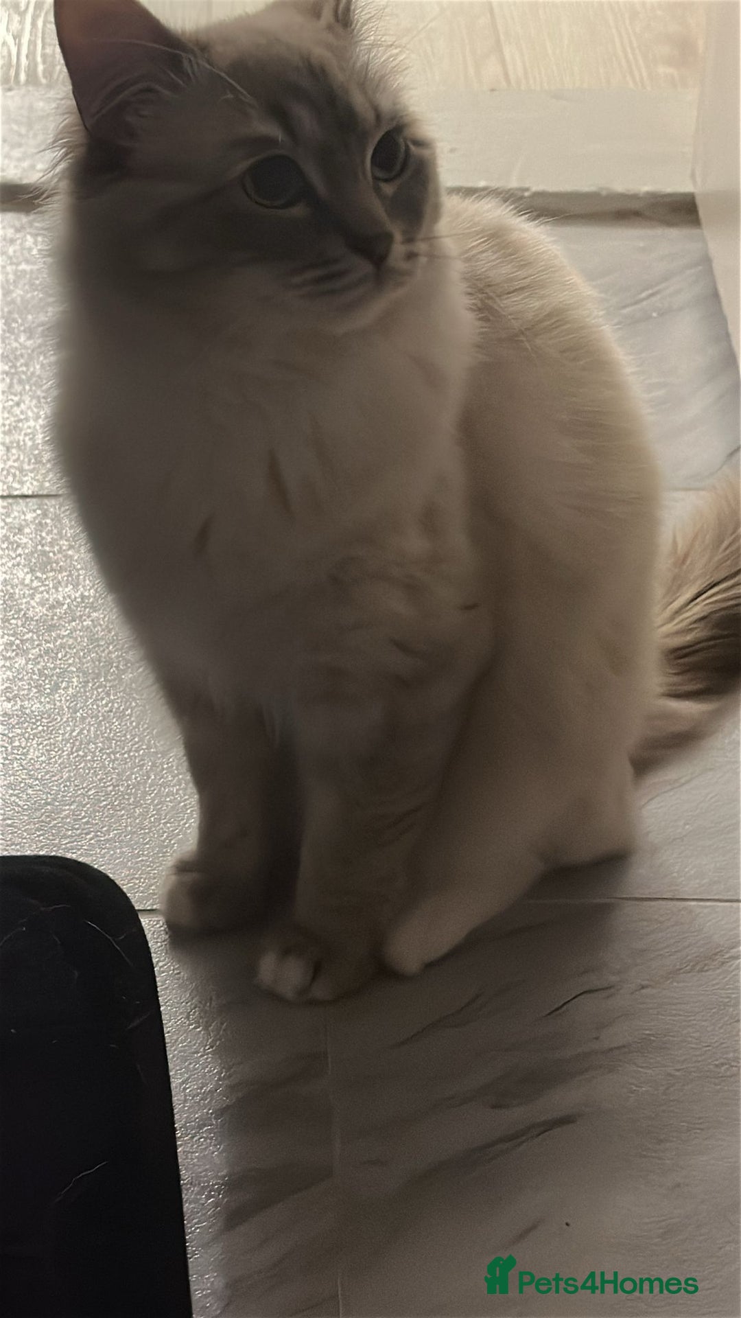 Ragdoll cats for stud: Blue Lynx Ragdoll STUD - Advert 7