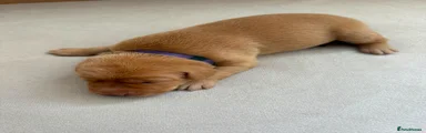 Purple Collar Girl