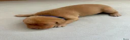 Labrador Retriever dogs for sale: Health Tested Champion Pedigree Pups - Advert 15