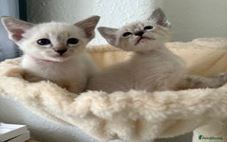 Ragdoll cats for sale: Ragdoll x Oriental kittens  - Image 22