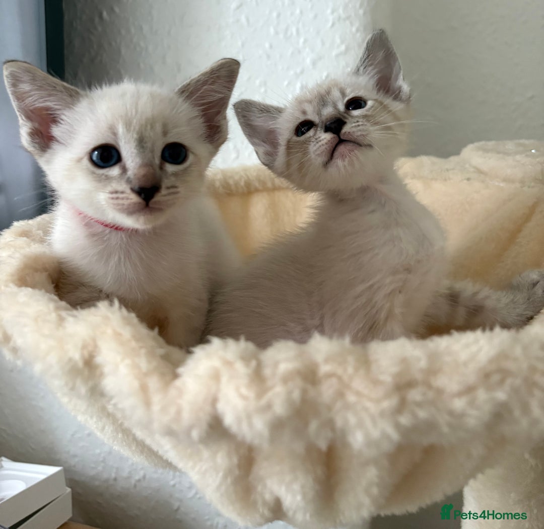 Ragdoll cats for sale: Ragdoll x Oriental kittens  - Image 22