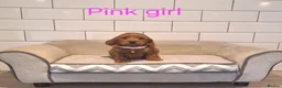 Cockapoo dogs for sale: F1 Cockapoo puppies - Advert 3