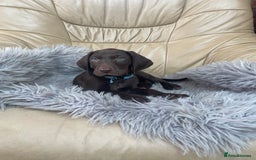 Mixed Breed dogs for sale: Stunning boys and girls available  - Image 18
