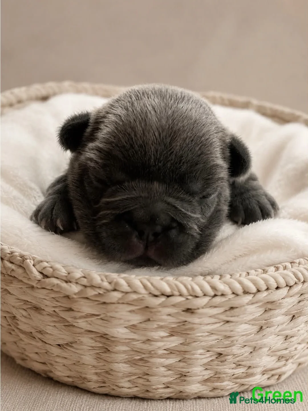 French Bulldog dogs for sale: Beautiful litter of French bulldog puppies  - Advert 2