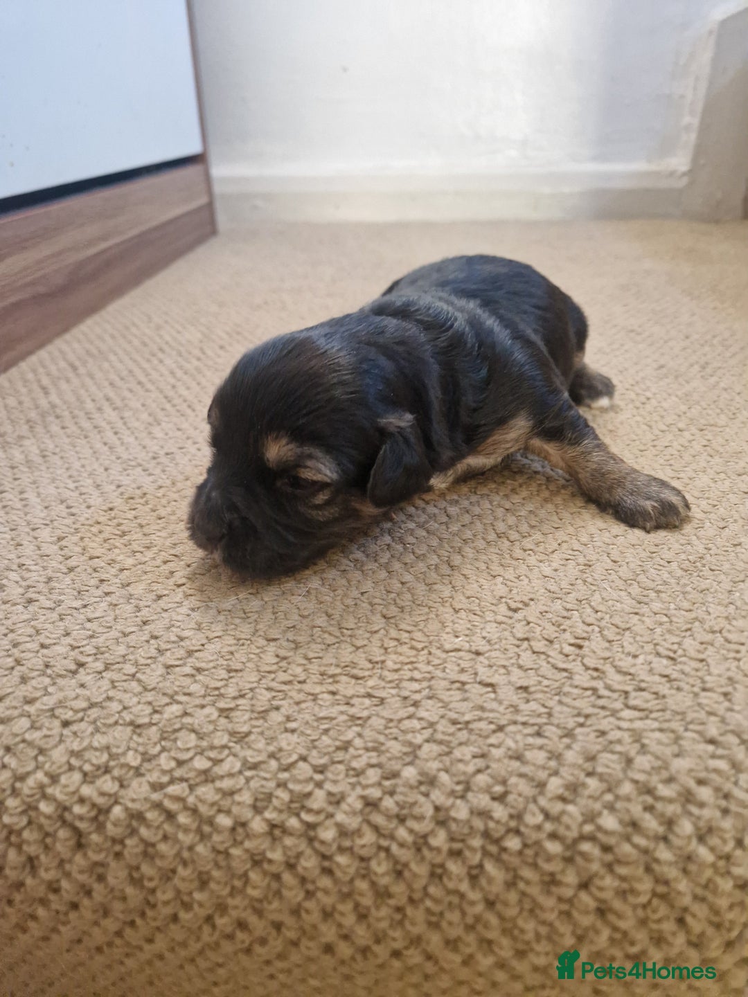 Mixed Breed dogs for sale: Pups for new homes - Advert 11