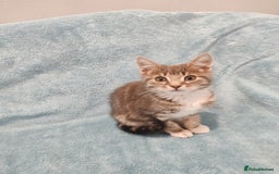 Mixed Breed cats for sale:  GREY BOY VIDEOS - Image 4