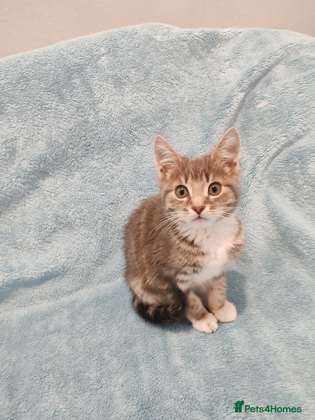 Mixed Breed cats for sale:  GREY BOY VIDEOS - Image 4