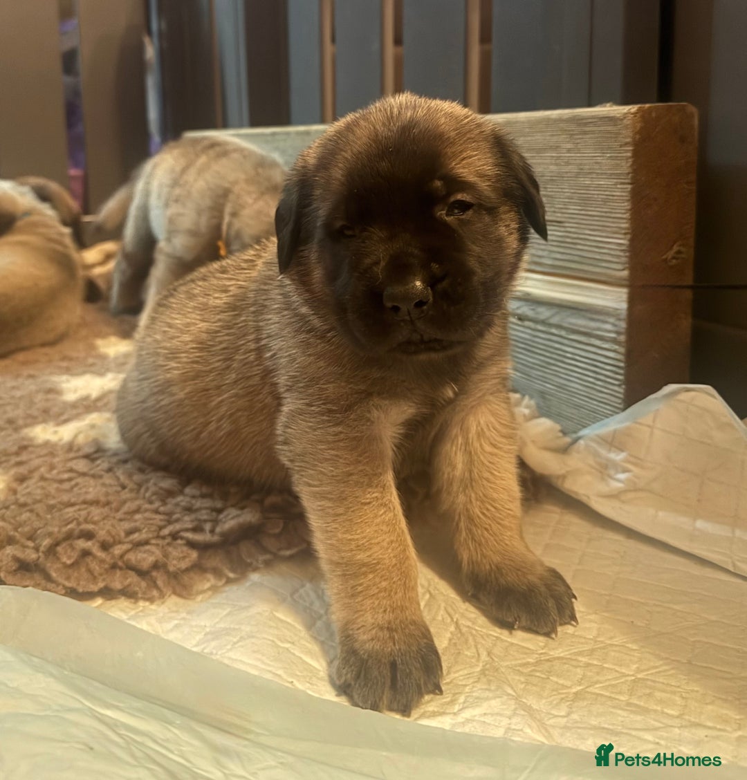 Mastiff dogs for sale: KC English mastiff Puppies  - Advert 12