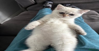British Shorthair cats - Advert 6