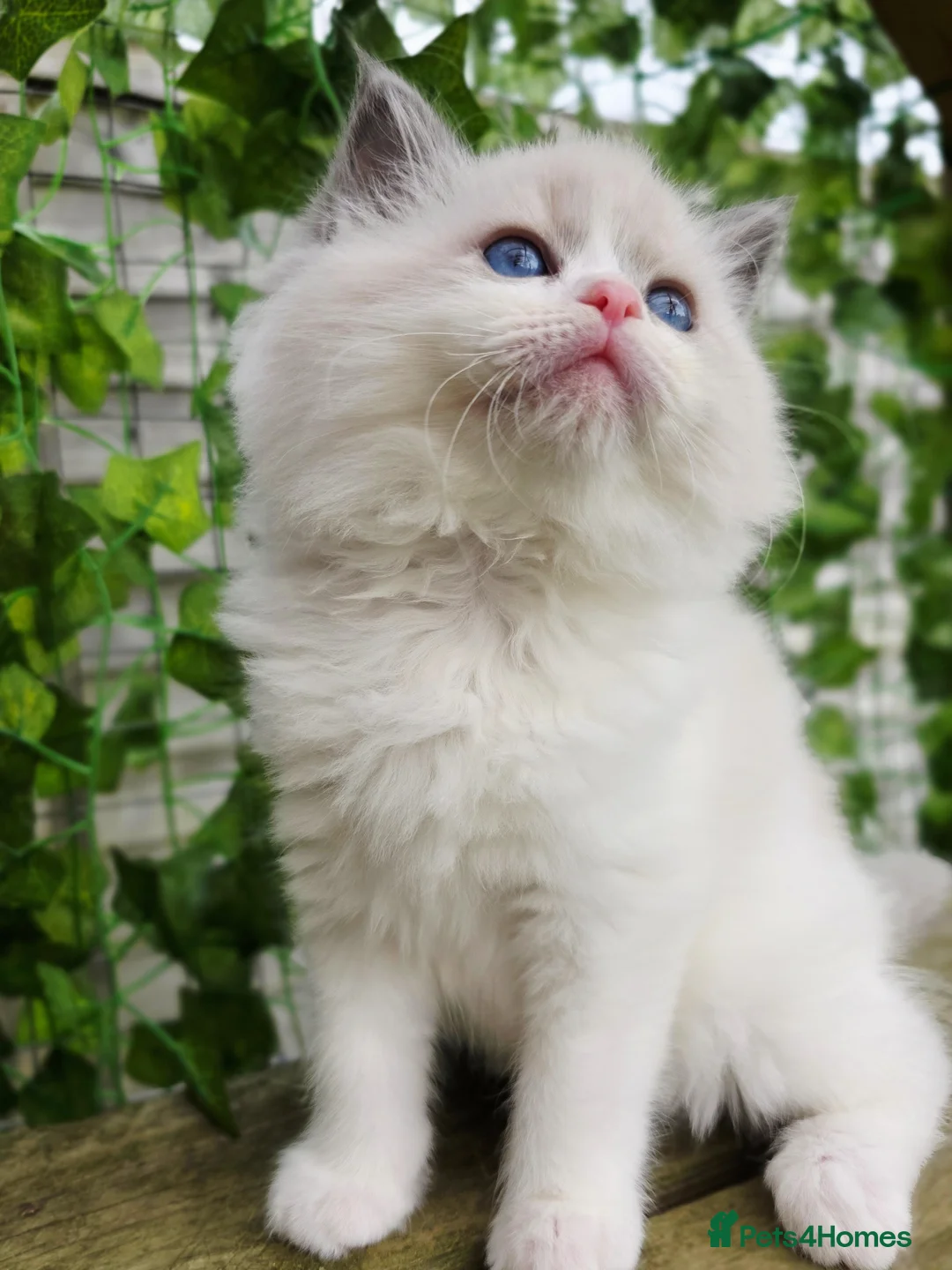 Ragdoll cats for sale: 5 amazing European babies.  Tica registered  - Advert 22