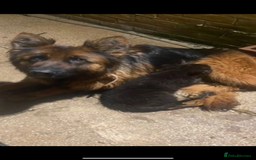 German Shepherd dogs for sale: BEAUTIFUL GERMAN FEMALE SHEPARD  - Image 4