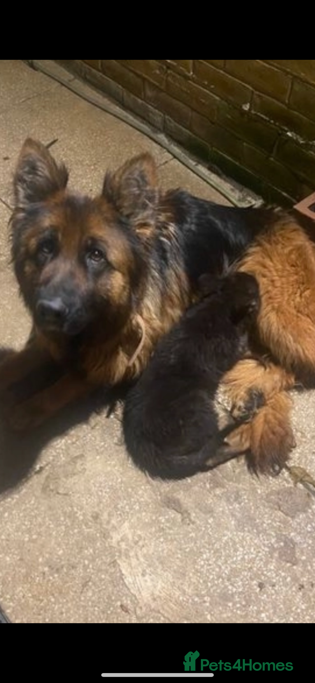 German Shepherd dogs for sale: BEAUTIFUL GERMAN FEMALE SHEPARD  - Image 4