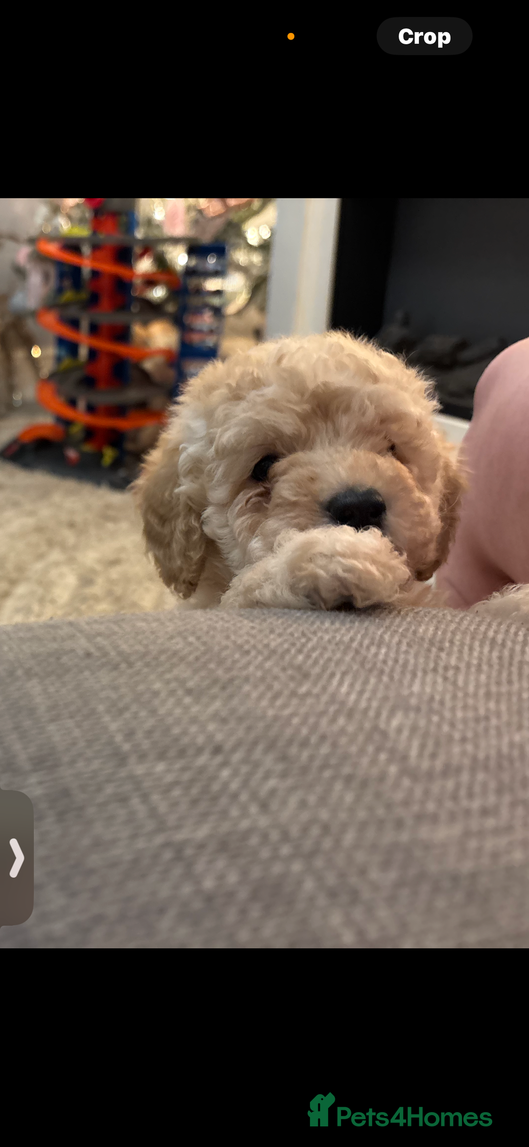 Toy Poodle dogs for sale: 3 stunning toy poodle females  - Advert 17