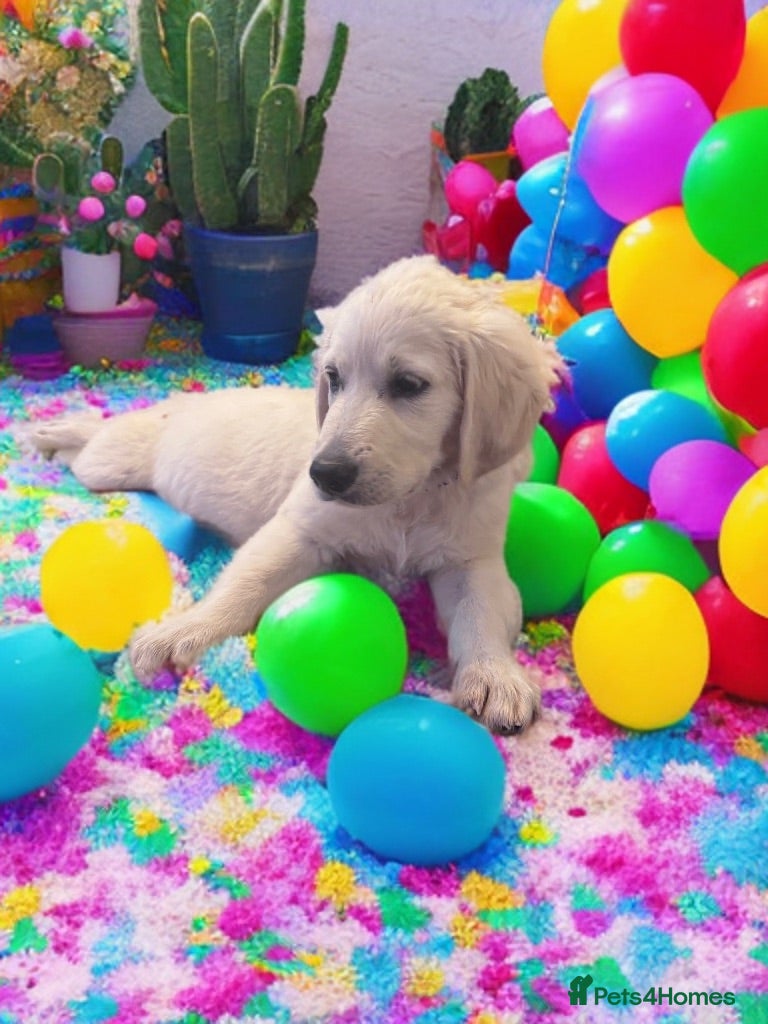 Golden Retriever dogs ❤️❤️❤️ Beautiful KC Golden Retriever puppies❤️❤️❤️ - Advert 6