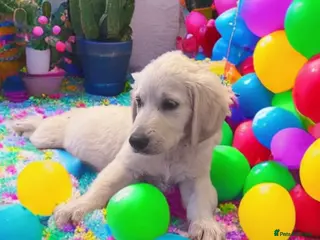 Golden Retriever dogs ❤️❤️❤️ Beautiful KC Golden Retriever puppies❤️❤️❤️ - Advert 1