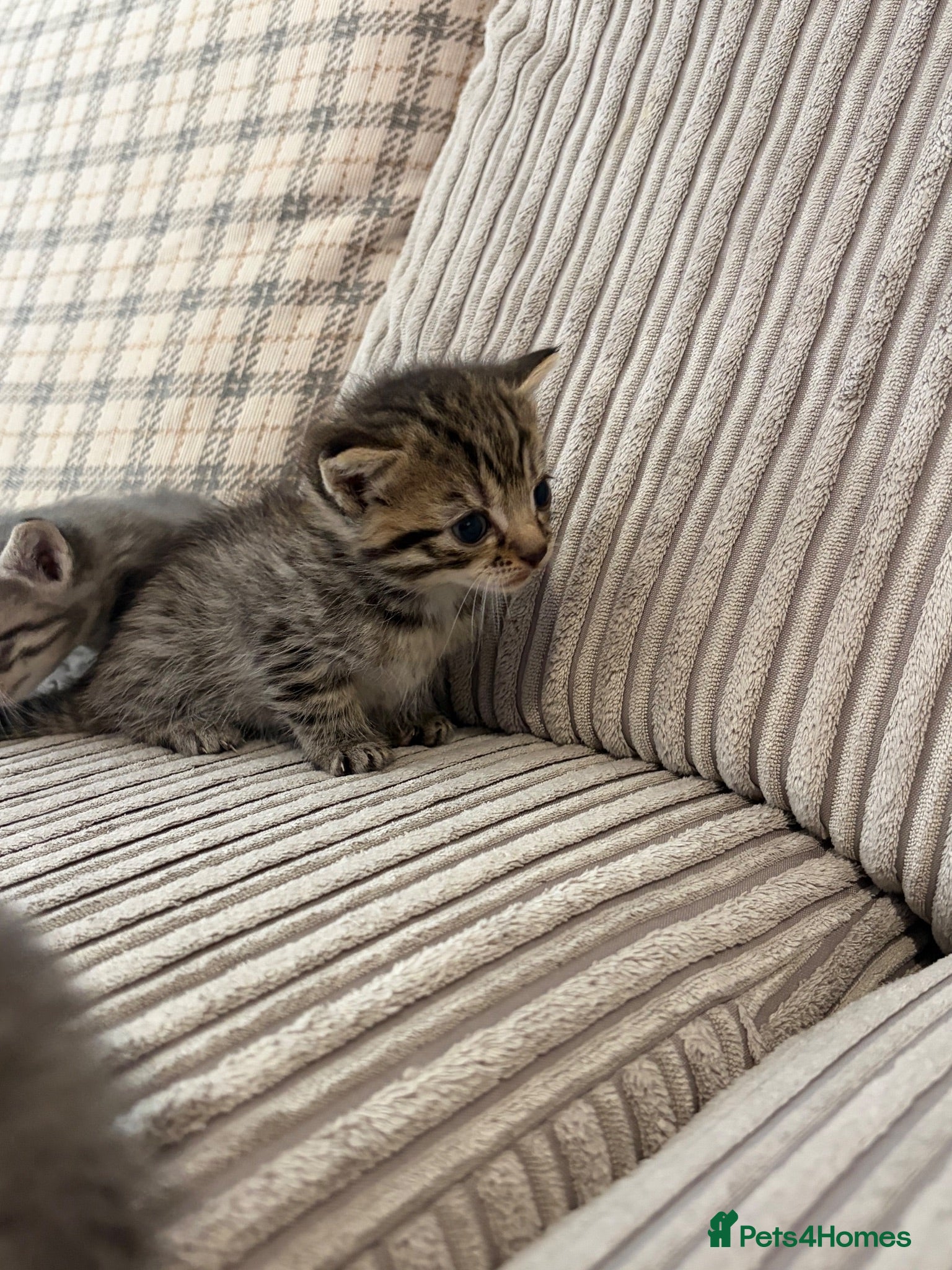 Mixed Breed cats Bengal x kittens  - Advert 18