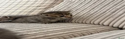 Mixed Breed cats for sale: Bengal x kittens  - Advert 1