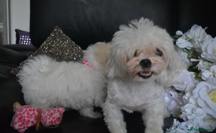 Maltese dogs - Advert 11