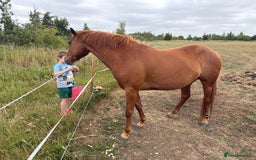 American Quarter horses for sale: 2021 Quarter Horse Mare for Sale - Image 4