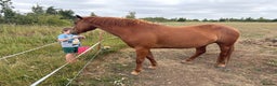 American Quarter horses for sale: 2021 Quarter Horse Mare for Sale - Advert 4