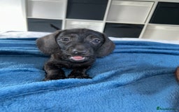 Doxiepoo dogs for sale: Doxiepoo - Image 1