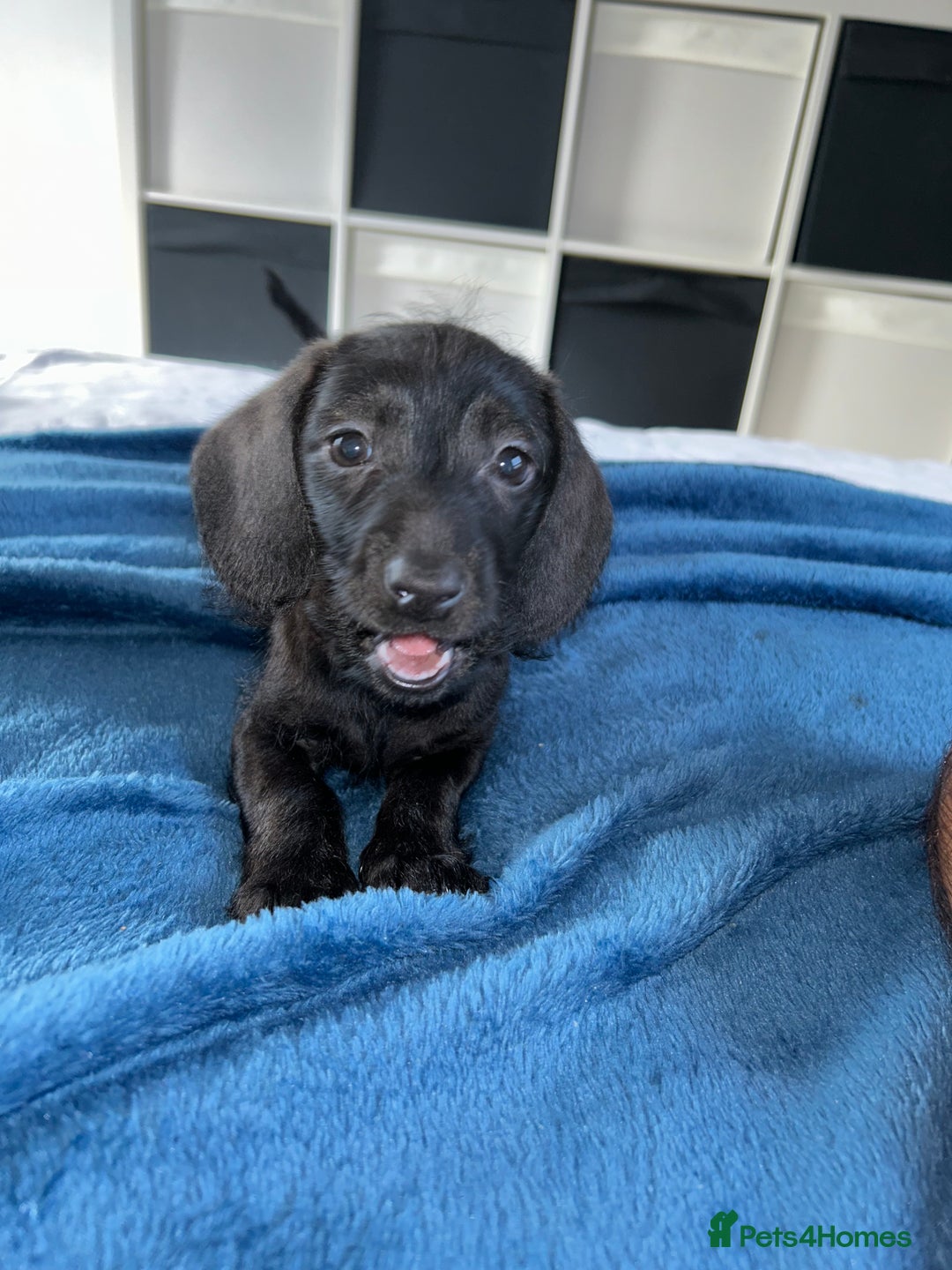 Doxiepoo dogs for sale: Doxiepoo - Image 1