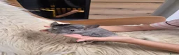 Chinchilla rodents for sale: 2 female chinchillas - Advert 16