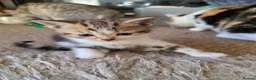 Mixed Breed cats for sale: Adorable Mixed Colour Kittens,Tabby, White, calico in Guildford - Advert 6