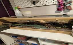 Python Snake reptiles for sale: Male Banana Royal Python 2 and a half years old - Image 2