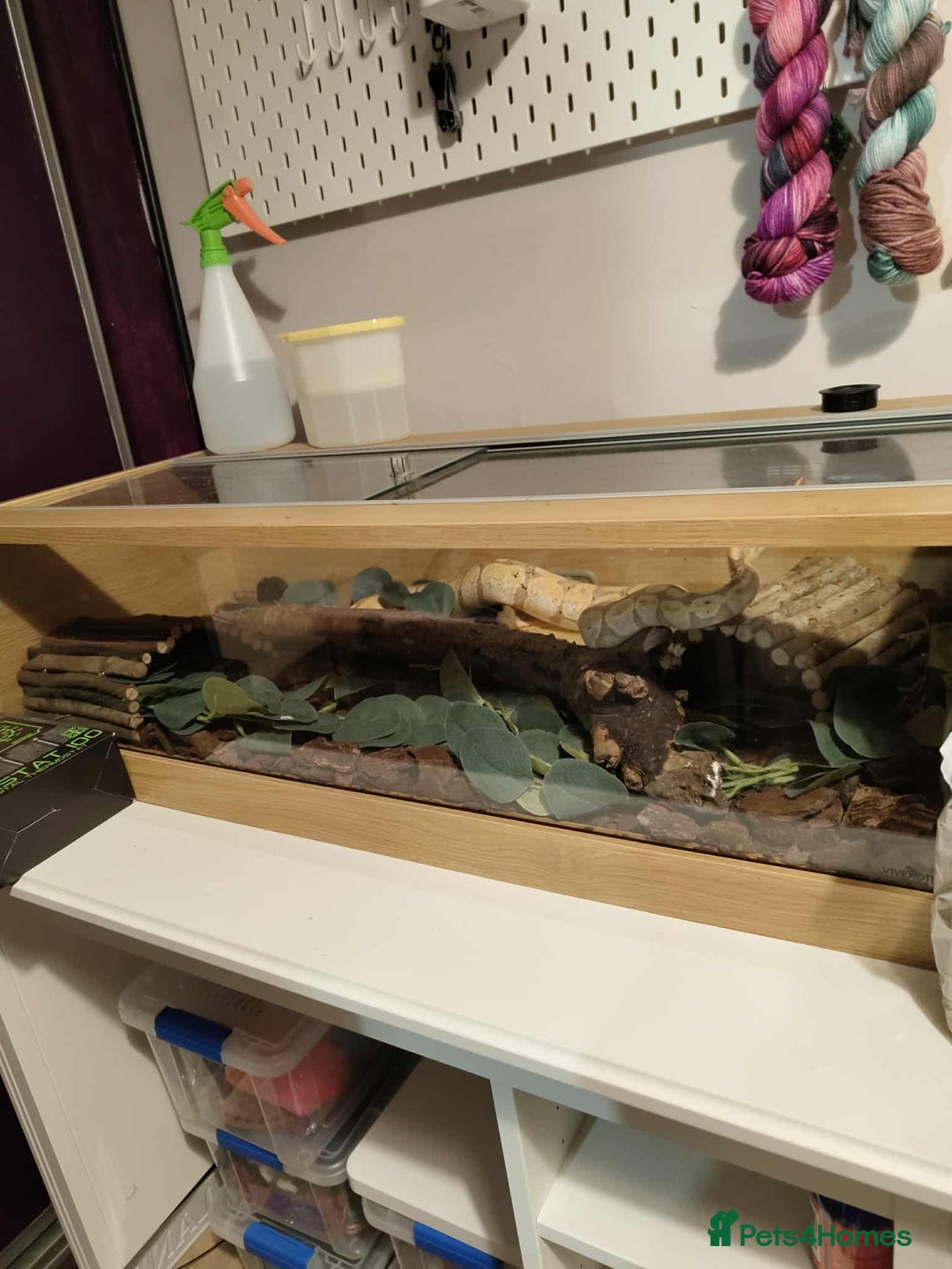 Python Snake reptiles for sale: Male Banana Royal Python 2 and a half years old - Image 2
