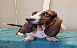 Basset Hound dogs for sale: Fabulous Small Basset - Advert 2