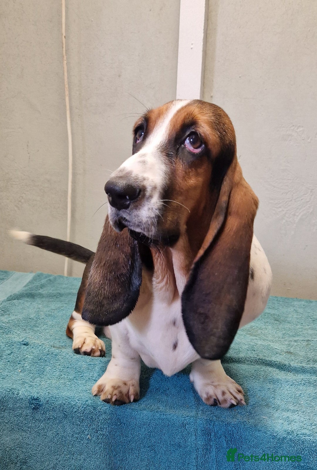 Basset Hound dogs for sale: Fabulous Small Basset - Advert 2
