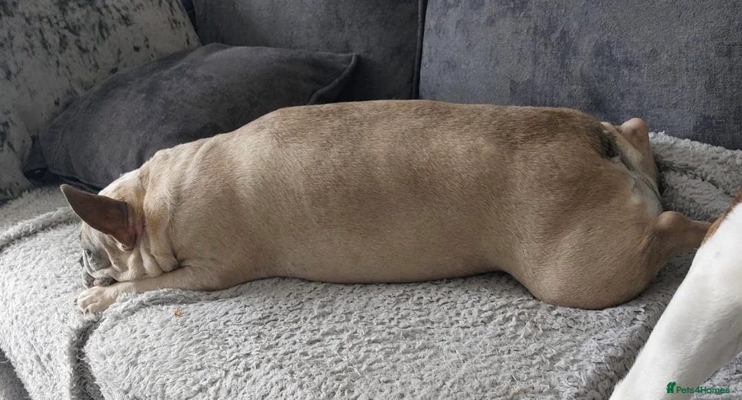 French Bulldog dogs for sale: French Bulldog (Nelly) - Advert 2