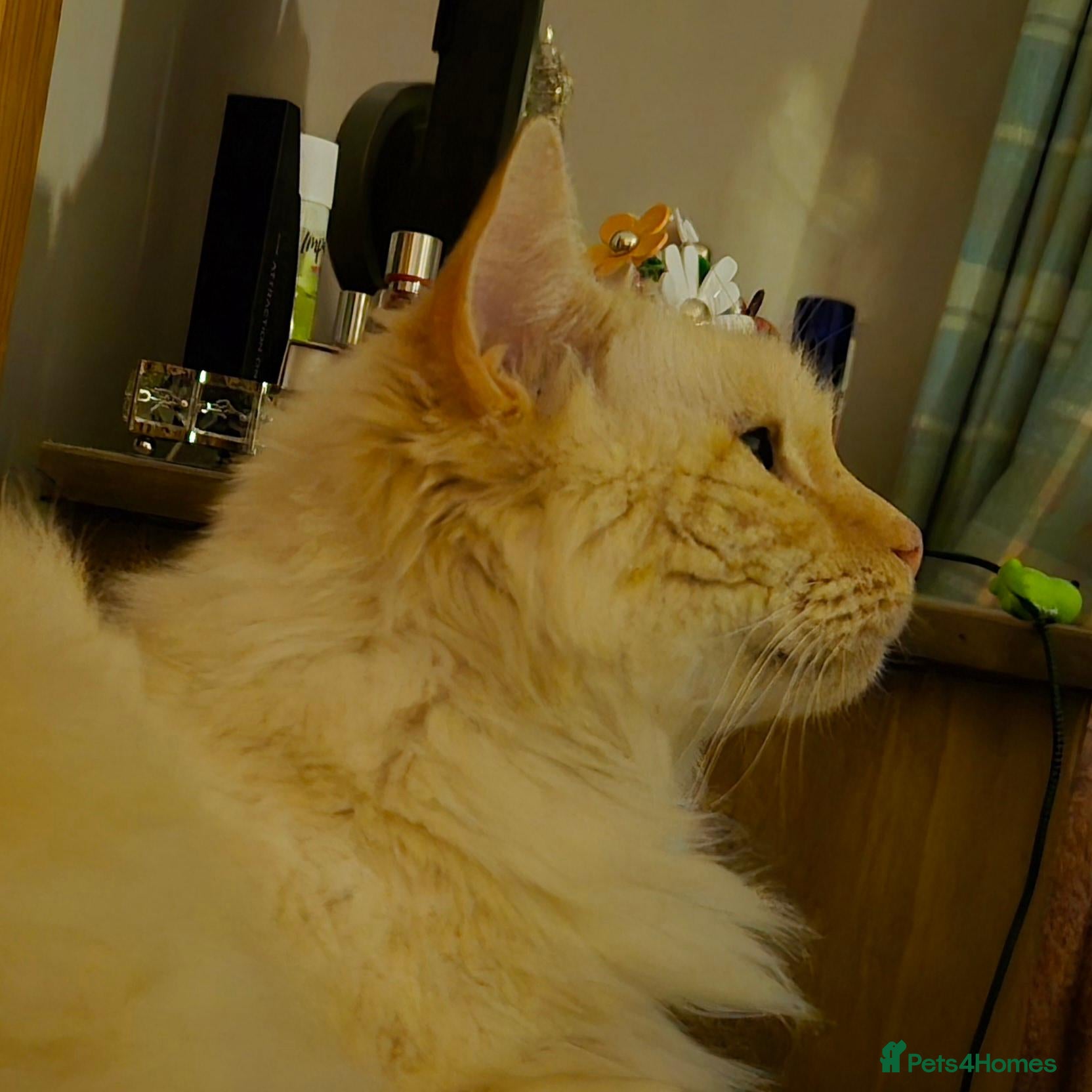 Ragdoll cats Ragdoll looking for a forever home - Advert 1