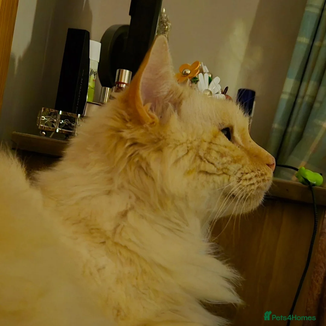 Ragdoll cats for sale: Ragdoll looking for a forever home - Advert 1