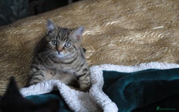Mixed Breed cats for sale: Beautiful kittens available  - Image 8