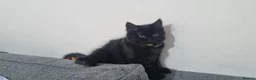 Turkish Angora cats for sale: Sweet, Friendly Kitten Ready Now - Advert 14