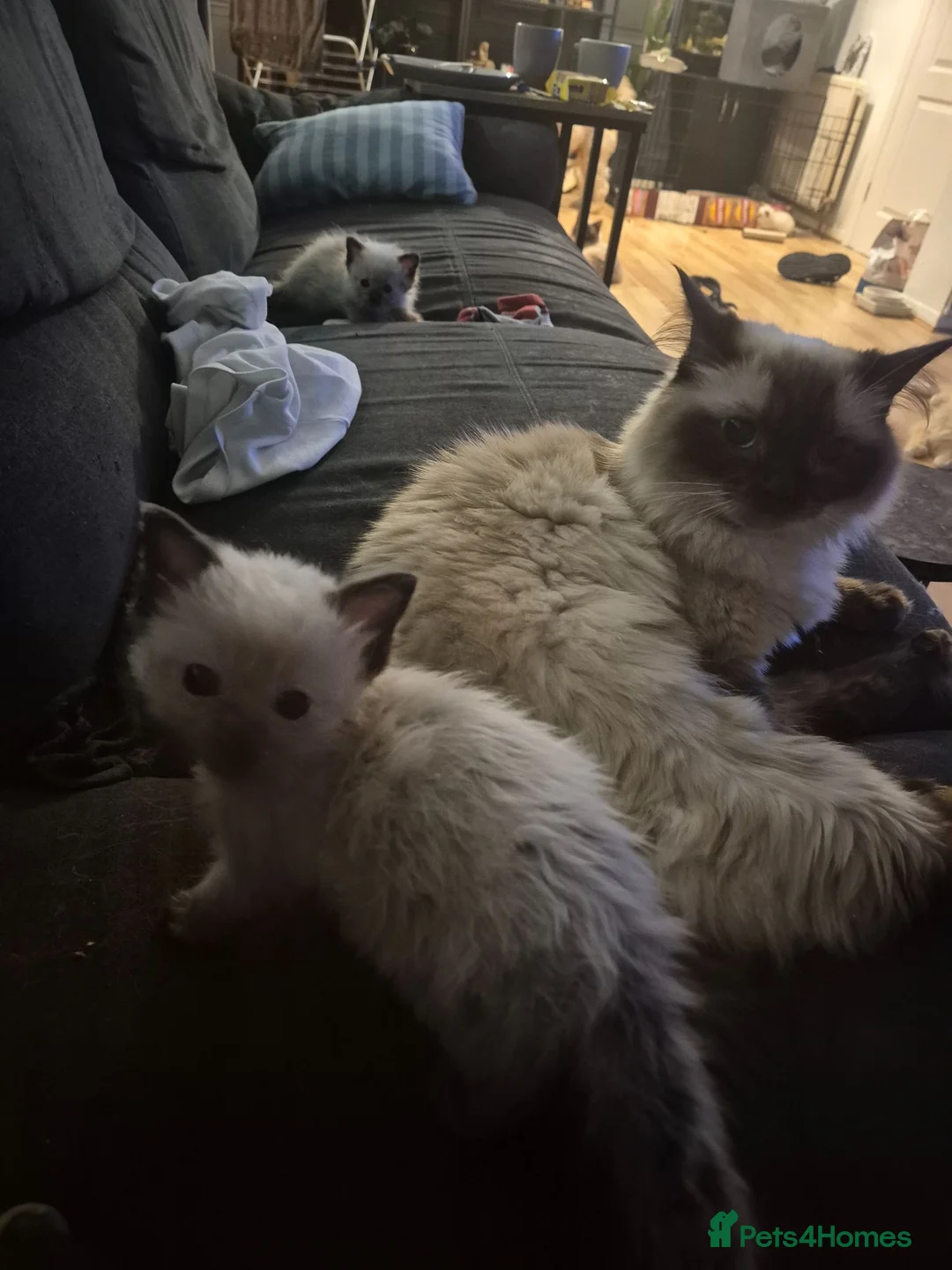 Ragdoll cats for sale: Ragdoll kittens in Witham - Advert 7