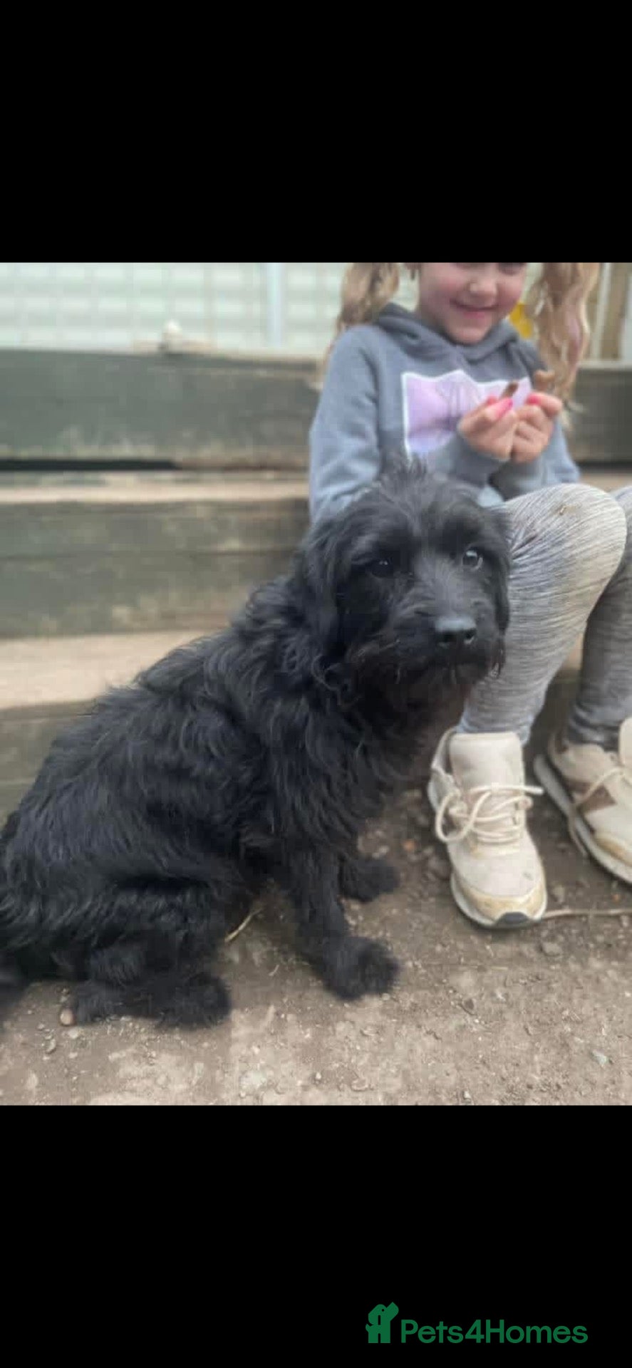 Mixed Breed dogs Border terrier x border poodle  - Advert 8