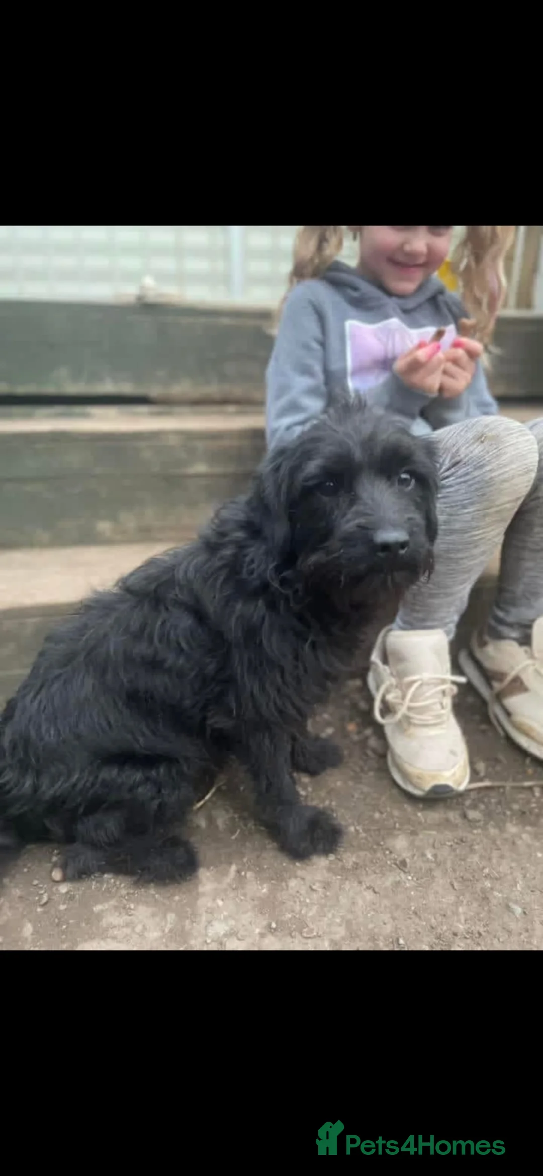Mixed Breed dogs for sale: Border terrier x border poodle  - Advert 1