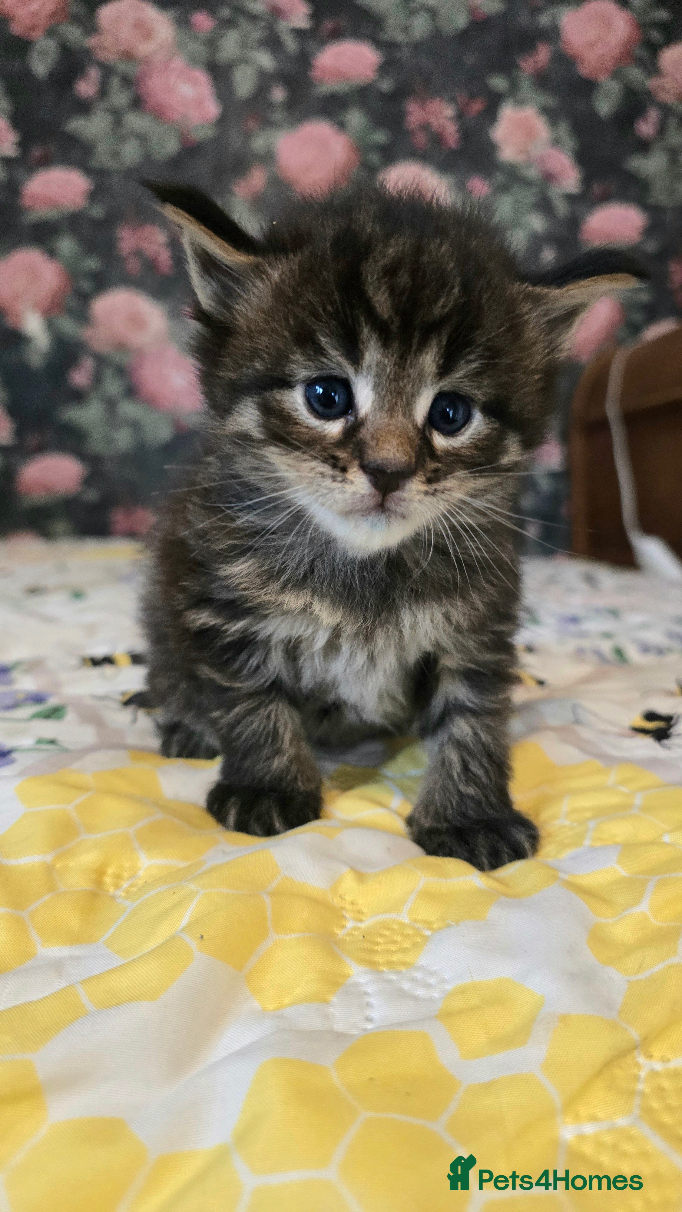 Maine Coon cats Stunning Mainecoons - Advert 9