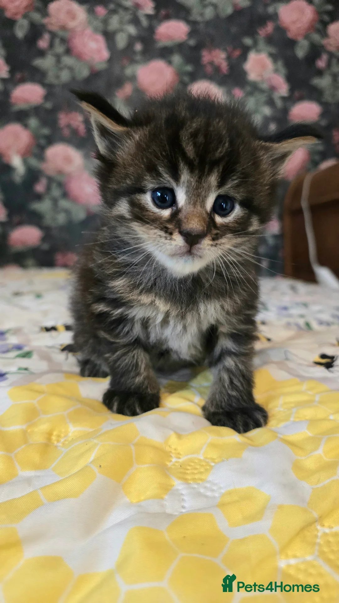 Maine Coon cats for sale: TICA REG MAINECOONS  - Advert 2