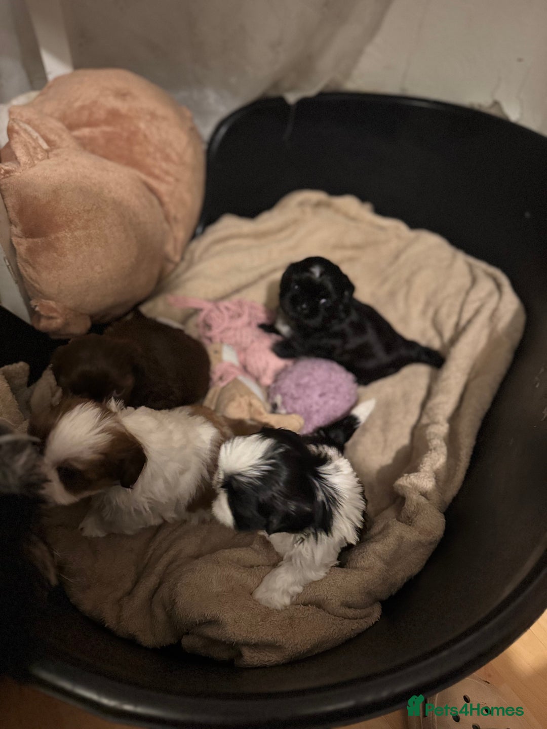 Shih Tzu dogs for sale: Shih Tzu  - Advert 10
