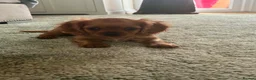 Cavalier King Charles Spaniel dogs for sale: Ruby Cavalier King Charles Spaniel Puppy’s  - Advert 11