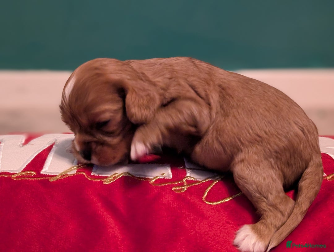 Cavalier King Charles Spaniel dogs for sale: Beautiful cavalier king Charles pups born 24/12 - Advert 20