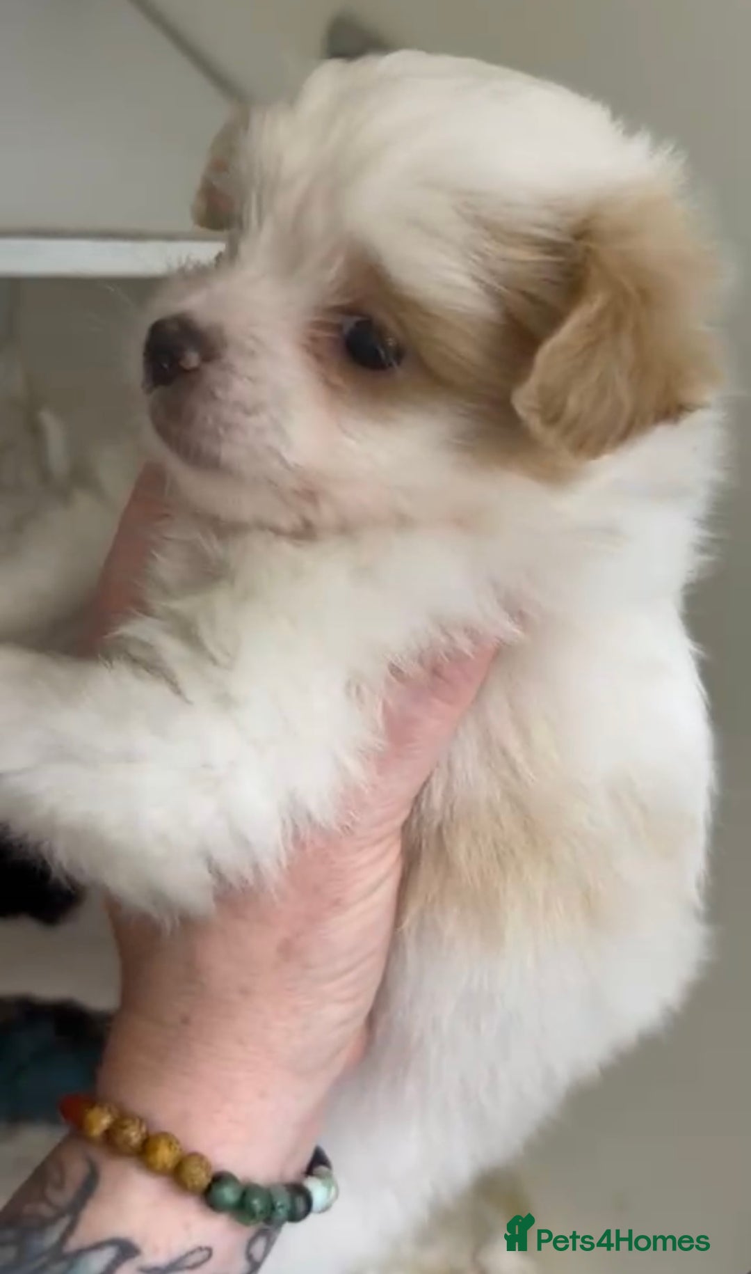 Chipoo dogs for sale: Beautiful F1b chipoos  - Image 3