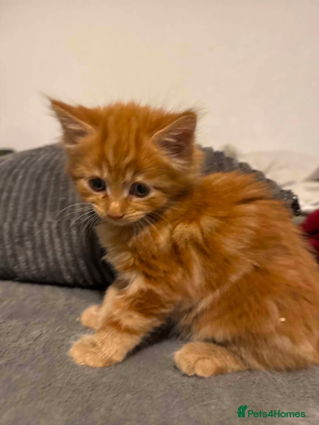 Persian cats for sale: 2 persian for sale - Advert 2