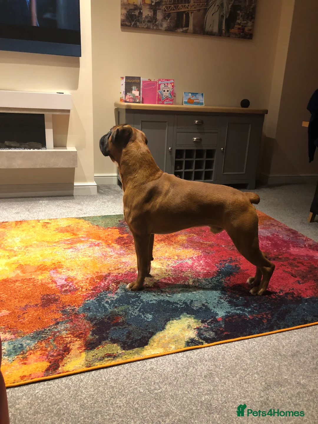 Boxer dogs for sale: Boxer Male - Advert 3