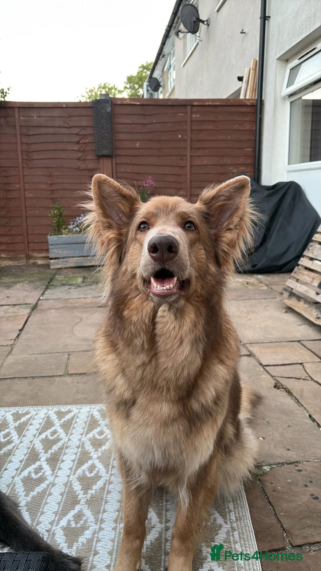 German Shepherd dogs for sale: RARE Isabella + Blue Alsatian  - Advert 1